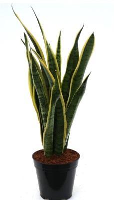 Сансевиерия Laurentii, Гор14, Выс60 в интернет гипермаркете «Планета Лета». Фото
