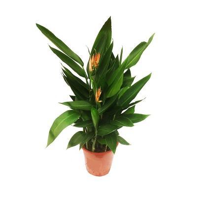 Геликония Olympic Dream, Гор17, Выс100 в интернет гипермаркете «Планета Лета». Фото