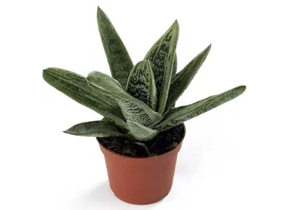 Гастерия, Гор8, Выс12 в интернет гипермаркете «Планета Лета». Фото