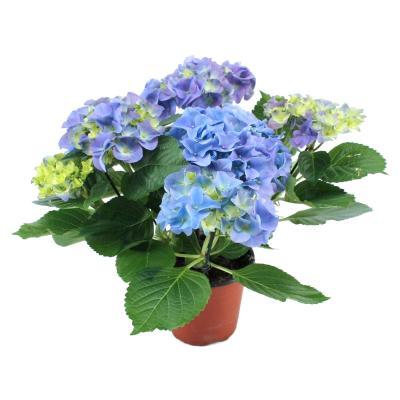 Гортензия крупноцв., Гор17, Выс45 в интернет гипермаркете «Планета Лета». Фото