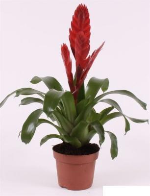 Врезия Style, Гор9, Выс60 в интернет гипермаркете «Планета Лета». Фото