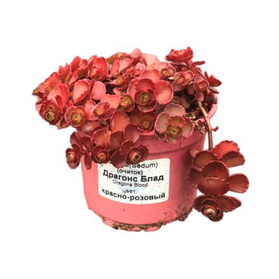 Очиток ложный Кровь Дракона, Гор10 М в интернет гипермаркете «Планета Лета». Фото