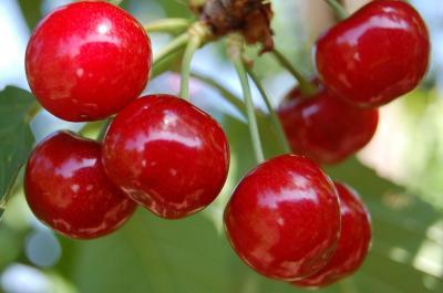 Черешня Садко/ЦКорЛюкс в интернет гипермаркете «Планета Лета». Фото