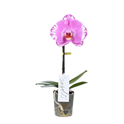 Фаленопсис 1 pp Mix Singolo Victorio, Гор15, Выс70 в интернет гипермаркете «Планета Лета». Фото