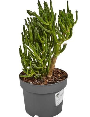 Крассула, Гор14-17 М в интернет гипермаркете «Планета Лета». Фото