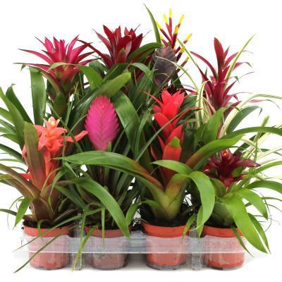 Бромелиевые Mix, Гор12, Выс40 в интернет гипермаркете «Планета Лета». Фото