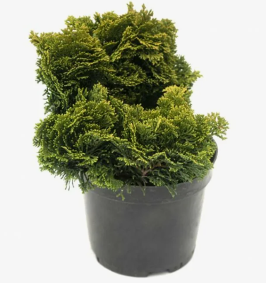 Кипарисовик т.Aurora, Гор9, Выс15 в интернет гипермаркете «Планета Лета». Фото