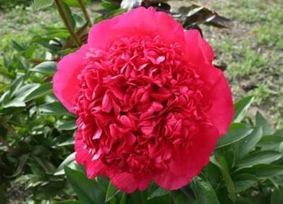 Пион травянистый Комманд Перфоманс (туба) в интернет гипермаркете «Планета Лета». Фото