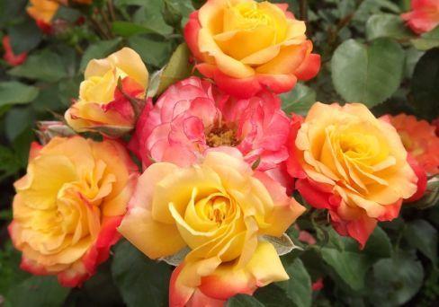 Роза флорибунда Румба/ЦКор П в интернет гипермаркете «Планета Лета». Фото