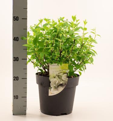 Чубушник Snowbelle, Гор17, Выс40-50 в интернет гипермаркете «Планета Лета». Фото