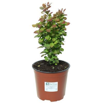 Барбарис Т.Orange Rocket, Гор9, Выс15 в интернет гипермаркете «Планета Лета». Фото