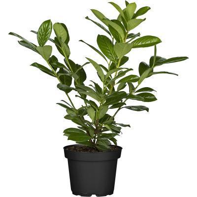 Лавровишня лузитанская, Гор9, Выс20 в интернет гипермаркете «Планета Лета». Фото