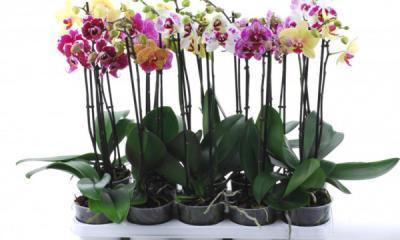 Фаленопсис 4 pp Mix, Гор12, Выс70 в интернет гипермаркете «Планета Лета». Фото