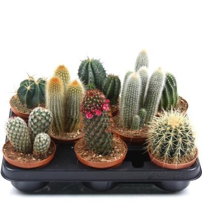 Кактус Mix, Гор10, Выс10 в интернет гипермаркете «Планета Лета». Фото