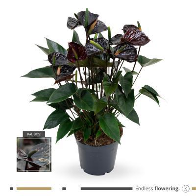 Антуриум Black Queen, Гор17, Выс60 в интернет гипермаркете «Планета Лета». Фото