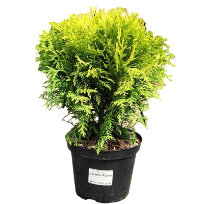 Туя запад.Danica Aurea, Гор17, Выс20 в интернет гипермаркете «Планета Лета». Фото