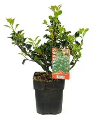 Падуб М.Blue Princess, Гор19, Выс30-35 Б в интернет гипермаркете «Планета Лета». Фото