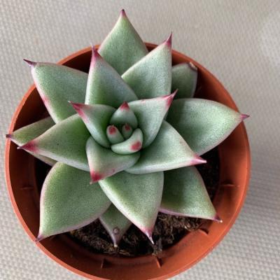 Эчеверия, Гор5, Выс10 в интернет гипермаркете «Планета Лета». Фото