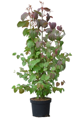 Багрянник канад.Vanilla Twist, C20, Выс180-200 в интернет гипермаркете «Планета Лета». Фото