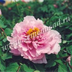 Пион древовидный Песня Дождя/ ЦКор в интернет гипермаркете «Планета Лета». Фото