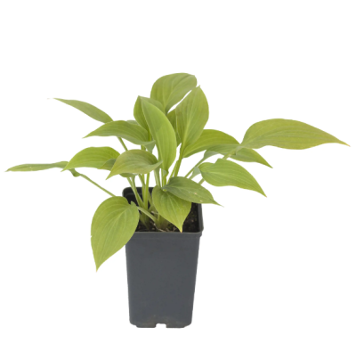 Хоста, Гор17 М в интернет гипермаркете «Планета Лета». Фото