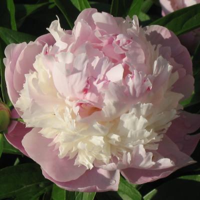 Пион травянистый Щербет 7Ц (туба) в интернет гипермаркете «Планета Лета». Фото