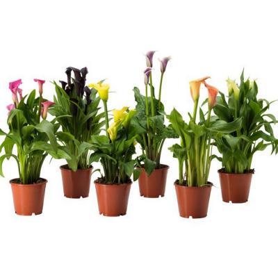 Калла Mix, Гор15, Выс50 в интернет гипермаркете «Планета Лета». Фото