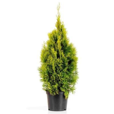 Туя запад.Голден Смарагд, Гор27 ЕП в интернет гипермаркете «Планета Лета». Фото