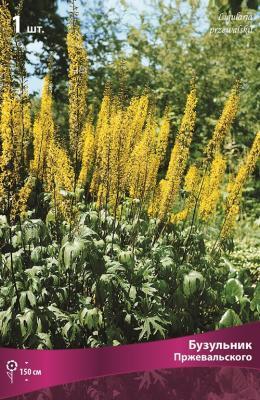 Бузульник Пржевальского/К Питомник растений в интернет гипермаркете «Планета Лета». Фото Бузульник Пржевальского/К в интернет гипермаркете «Планета Лета». Фото