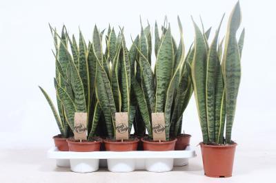 Сансевиерия Laurentii, Гор12, Выс50 в интернет гипермаркете «Планета Лета». Фото