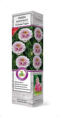 Пион древовидный Розовая пудра П в интернет гипермаркете «Планета Лета». Фото