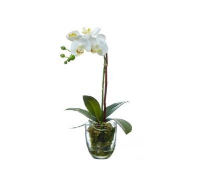 Орхидея Фаленопсис белая куст 40 см 1 ветвь в стекл.вазе с мхом, корнями, землей 10.0611066WHGL40 в интернет гипермаркете «Планета Лета». Фото