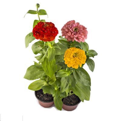 Цинния, Гор9 М в интернет гипермаркете «Планета Лета». Фото