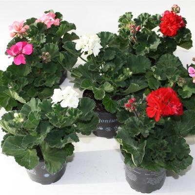 Пеларгония, Гор12-13М в интернет гипермаркете «Планета Лета». Фото