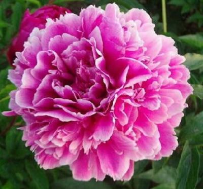 Пион травянистый Пурпурная Феерия 7Ц в интернет гипермаркете «Планета Лета». Фото