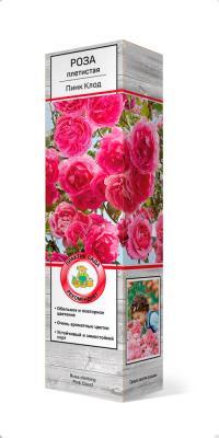 Роза плетистая Пинк Клод П в интернет гипермаркете «Планета Лета». Фото