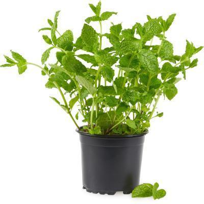 Мята в ассорт., Гор11 М в интернет гипермаркете «Планета Лета». Фото