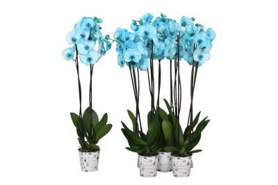Фаленопсис 2 pp Blue, Гор12, Выс70 в интернет гипермаркете «Планета Лета». Фото