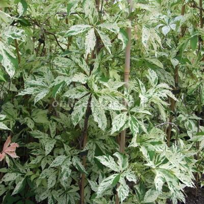 Виноград пятилисточковый (Партеноциссус) Стар Шоуерс/ЦКорЛюкс в интернет гипермаркете «Планета Лета». Фото