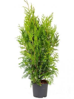 Туя запад.Brabant, Гор31, Выс150 в интернет гипермаркете «Планета Лета». Фото