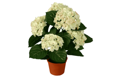 Гортензия древовид.Strong Annabelle, Гор23, Выс60 в интернет гипермаркете «Планета Лета». Фото