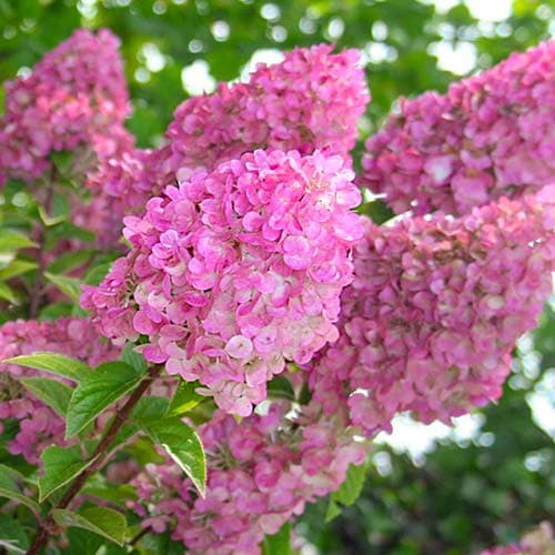 Гортензия метельчатая Сандей Фрайз/ЦКорЛюкс П в интернет гипермаркете «Планета Лета». Фото
