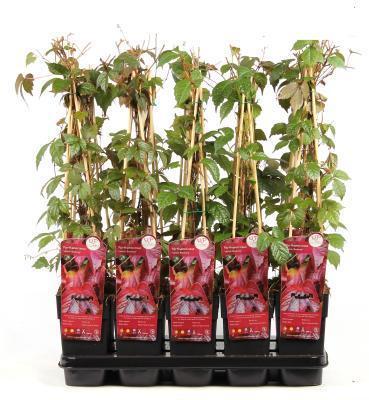 Партеноциссус тройчат. Veitchii, Гор17, Выс60 в интернет гипермаркете «Планета Лета». Фото