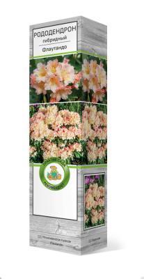 Рододендрон гибридный Флаутандо/ЦКор П в интернет гипермаркете «Планета Лета». Фото