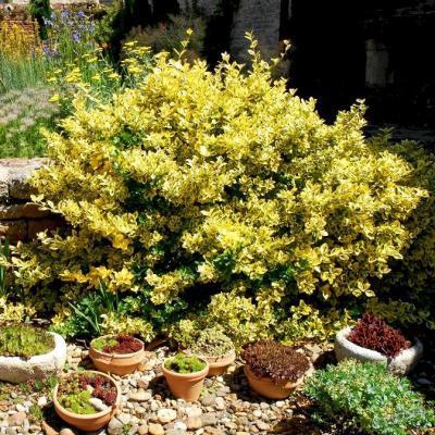 Бересклет япон.Aureus, Гор10, Выс20 в интернет гипермаркете «Планета Лета». Фото