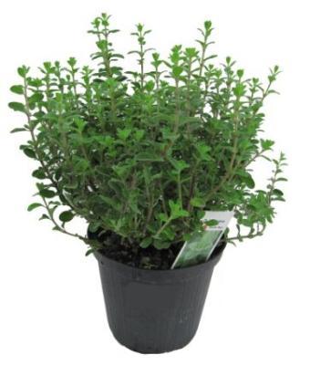 Майоран, Гор10, Выс25 в интернет гипермаркете «Планета Лета». Фото