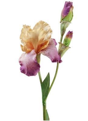 Ирис желто-фиолетовый в-110 см 1цв 2бут1 2/72 в интернет гипермаркете «Планета Лета». Фото