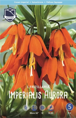 STA Фритиллярия Imperalis Aurora (x1) Планета Лета в интернет гипермаркете «Планета Лета». Фото STA Фритиллярия Imperalis Aurora (x1) в интернет гипермаркете «Планета Лета». Фото