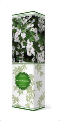 Дейция шершавая Кандидиссима/ЦКор П в интернет гипермаркете «Планета Лета». Фото