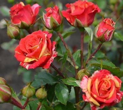 Роза бордюрная Файер Флеш C2 Выс30 в интернет гипермаркете «Планета Лета». Фото